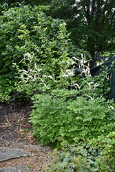 American Bugbane (Actaea racemosa) at Lakeshore Garden Centres