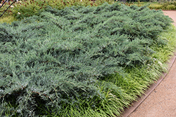 Grey Owl Redcedar (Juniperus virginiana 'Grey Owl') at Lakeshore Garden Centres