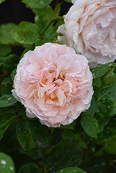 Emily Brontë Rose (Rosa 'AUSearnshaw') at Lakeshore Garden Centres