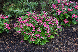 Cherry Explosion Hydrangea (Hydrangea macrophylla 'McKay') at Lakeshore Garden Centres