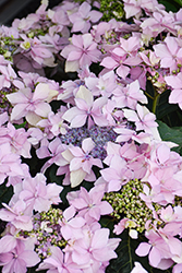 Tuff Stuff Ah-Ha Hydrangea (Hydrangea serrata 'SMNHSDD') at Lakeshore Garden Centres