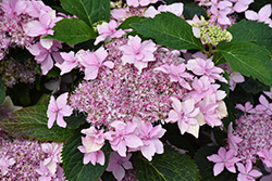 Tuff Stuff Ah-Ha Hydrangea (Hydrangea serrata 'SMNHSDD') at Lakeshore Garden Centres