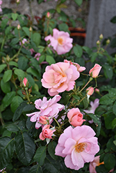 Peachy Knock Out Rose (Rosa 'Radgor') at Lakeshore Garden Centres