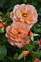 Rosie The Riveter Rose (Rosa 'WEKzazou') at Lakeshore Garden Centres