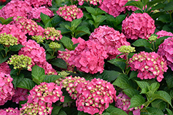 Summer Crush Hydrangea (Hydrangea macrophylla 'Bailmacfive') at Lakeshore Garden Centres