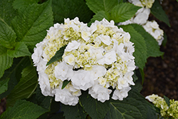 Wedding Gown Hydrangea (Hydrangea macrophylla 'Dancing Snow') at Lakeshore Garden Centres