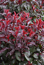 Darkstar Purple Leaf Sand Cherry (Prunus x cistena 'UCONNPC001') at Lakeshore Garden Centres