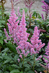 Maggie Daley Astilbe (Astilbe chinensis 'Maggie Daley') at Lakeshore Garden Centres