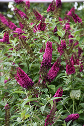 Miss Molly Butterfly Bush (Buddleia 'Miss Molly') at Lakeshore Garden Centres