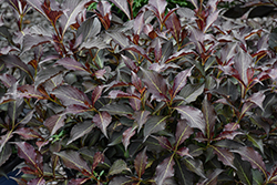 Electric Love Weigela (Weigela florida 'ZR1') at Lakeshore Garden Centres