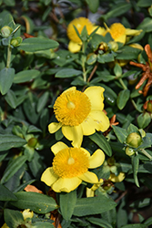 Sunburst St. John's Wort (Hypericum frondosum 'Sunburst') at Lakeshore Garden Centres