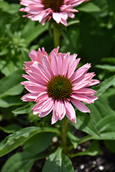 SunSeekers Salmon Coneflower (Echinacea 'IFECSSSAL') at Lakeshore Garden Centres