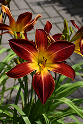 Rainbow Rhythm Ruby Spider Daylily (Hemerocallis 'Ruby Spider') at Lakeshore Garden Centres