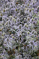 Blue Glitter Sea Holly (Eryngium planum 'Blue Glitter') at Lakeshore Garden Centres