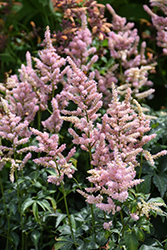 Peach Blossom Japanese Astilbe (Astilbe japonica 'Peach Blossom') at Lakeshore Garden Centres