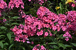 Coral Creme Drop Garden Phlox (Phlox paniculata 'Ditomdre') at Lakeshore Garden Centres