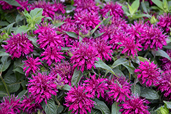 Balmy Purple Beebalm (Monarda didyma 'Balbalmurp') at Lakeshore Garden Centres