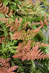 Brilliance Autumn Fern (Dryopteris erythrosora 'Brilliance') at Lakeshore Garden Centres
