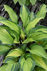 Island Breeze Hosta (Hosta 'Island Breeze') at Lakeshore Garden Centres
