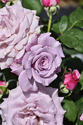 Neptune Rose (Rosa 'WEKhilpurnil') at Lakeshore Garden Centres