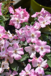 Nearly Wild Rose (Rosa 'Nearly Wild') at Lakeshore Garden Centres