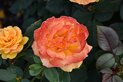 Vavoom Rose (Rosa 'Vavoom') at Lakeshore Garden Centres