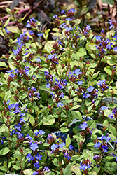 Plumbago (Ceratostigma plumbaginoides) at Lakeshore Garden Centres