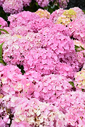 Let's Dance Sky View Hydrangea (Hydrangea 'SMNHSME') at Lakeshore Garden Centres