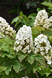 Jetstream Hydrangea (Hydrangea quercifolia 'PIIHQ-I') at Lakeshore Garden Centres