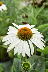 Happy Star Coneflower (Echinacea purpurea 'Happy Star') at Lakeshore Garden Centres