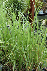 Switch Grass (Panicum virgatum) at Lakeshore Garden Centres
