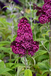 Funky Fuchsia Butterfly Bush (Buddleia davidii 'PIIBD-II') at Lakeshore Garden Centres