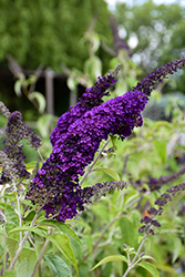 Groovy Grape Butterfly Bush (Buddleia davidii 'PIIBD-I') at Lakeshore Garden Centres