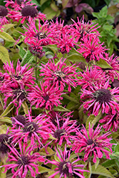 Marje Rose Beebalm (Monarda 'Marje Rose') at Lakeshore Garden Centres