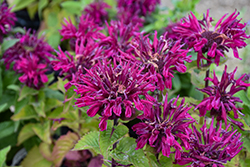 Marje Purple Beebalm (Monarda 'Marje Purple') at Lakeshore Garden Centres