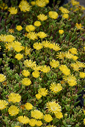 Delmara Yellow Ice Plant (Delosperma 'Delmara Yellow') at Lakeshore Garden Centres