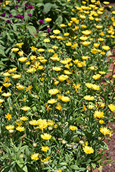 Lady Godiva Yellow Marigold (Calendula 'kercaldiyell') at Lakeshore Garden Centres
