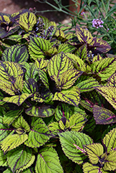 Fishnet Stockings Coleus (Solenostemon scutellarioides 'Fishnet Stockings') at Lakeshore Garden Centres