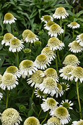 Delicious Nougat Coneflower (Echinacea 'Delicious Nougat') at Lakeshore Garden Centres
