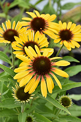 Butterfly Yellow Rainbow Marcella Coneflower (Echinacea 'Ech391') at Lakeshore Garden Centres