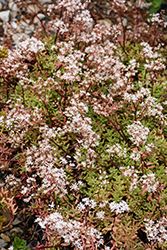 Coral Carpet Stonecrop (Sedum album 'Coral Carpet') at Lakeshore Garden Centres