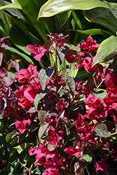 Burgundy Queen Bougainvillea (Bougainvillea 'Monharr') at Lakeshore Garden Centres