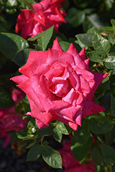 Elizabeth Taylor Rose (Rosa 'Elizabeth Taylor') at Lakeshore Garden Centres
