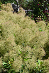 Young Lady Smokebush (Cotinus coggygria 'Young Lady') at Lakeshore Garden Centres