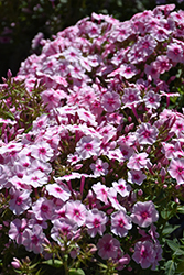 Early Pink Candy Garden Phlox (Phlox paniculata 'Early Pink Candy') at Lakeshore Garden Centres