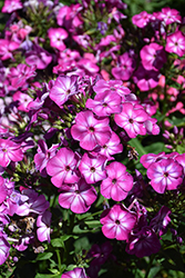 Modern Art Garden Phlox (Phlox paniculata 'Modern Art') at Lakeshore Garden Centres
