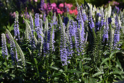 Magic Show Ever After Speedwell (Veronica 'Ever After') at Lakeshore Garden Centres