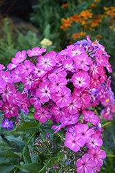 Modern Art Garden Phlox (Phlox paniculata 'Modern Art') at Lakeshore Garden Centres