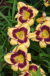 Calico Jack Daylily (Hemerocallis 'Calico Jack') at Lakeshore Garden Centres