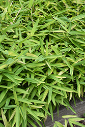 Dwarf Greenstripe Bamboo (Pleioblastus viridistriatus) at Lakeshore Garden Centres